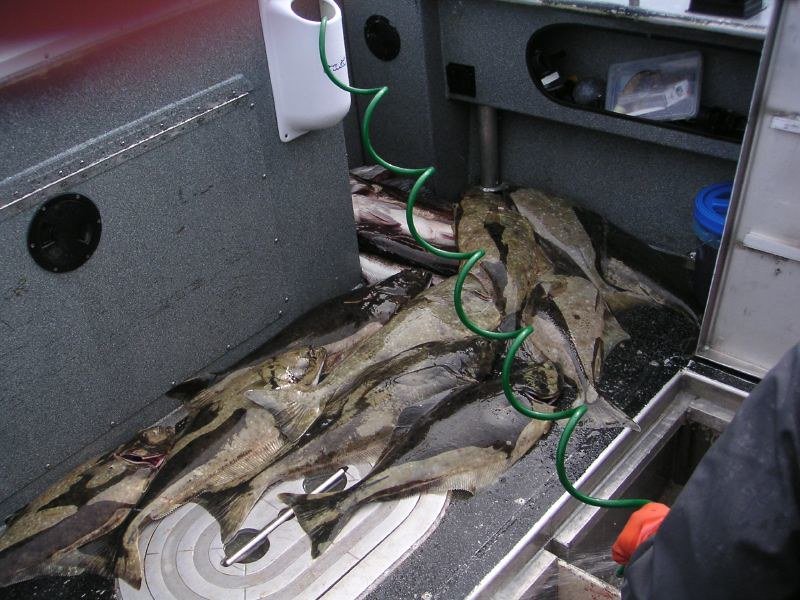 Professional processing and cold-packing of fresh Pacific Halibut at the docks in Homer, Alaska for long-distance transport.